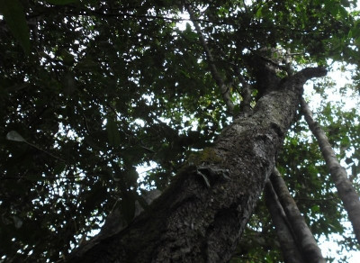Sclerolobium hypoleucum