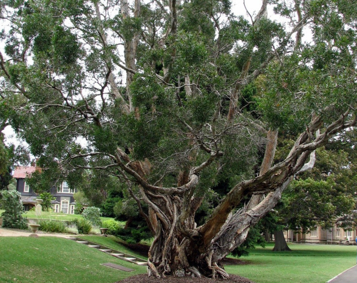 Melaleuca leucadendra