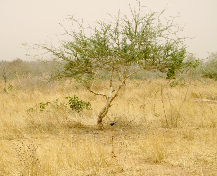 Acacia laeta
