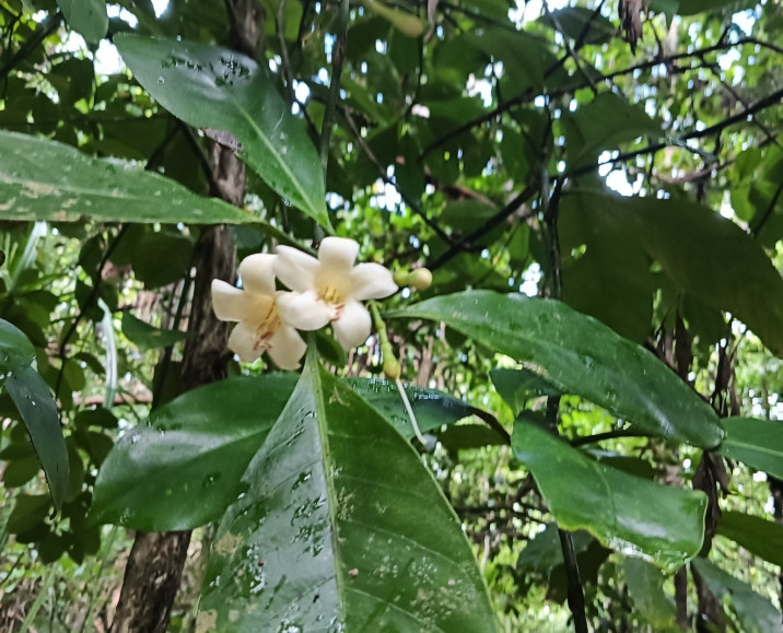 Atractocarpus fitzalanii