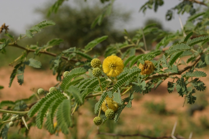 Acacia seyal