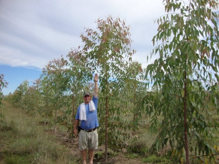 Eucalyptus introgresión
