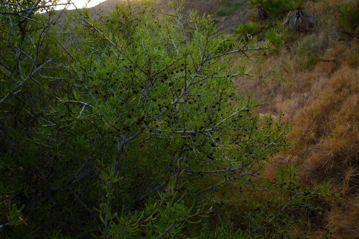 Rhamnus lycioides