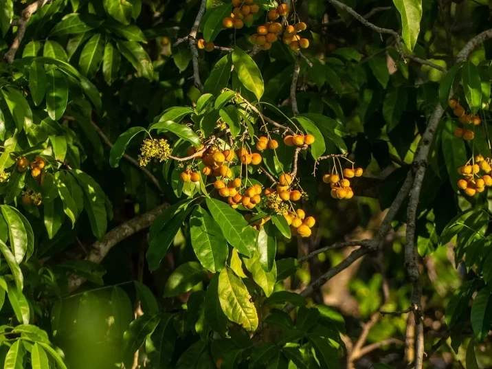 Harpullia pendula