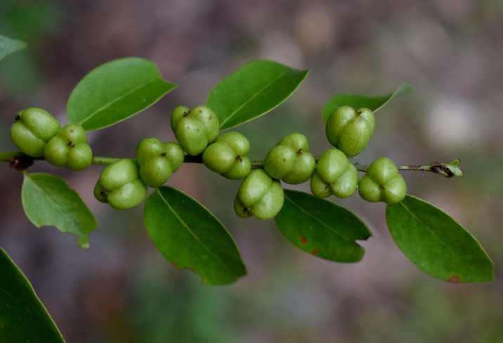 Cleistanthus apodus
