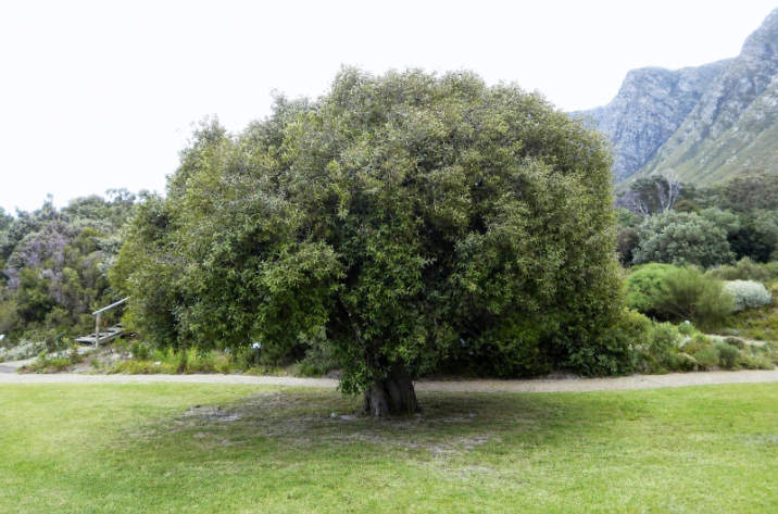 Maytenus acuminata
