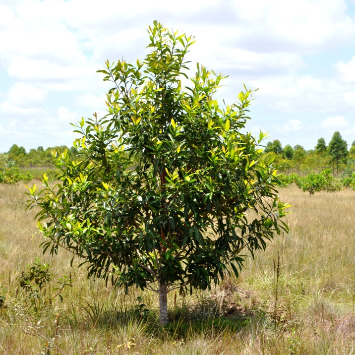 Vochysia lehmannii