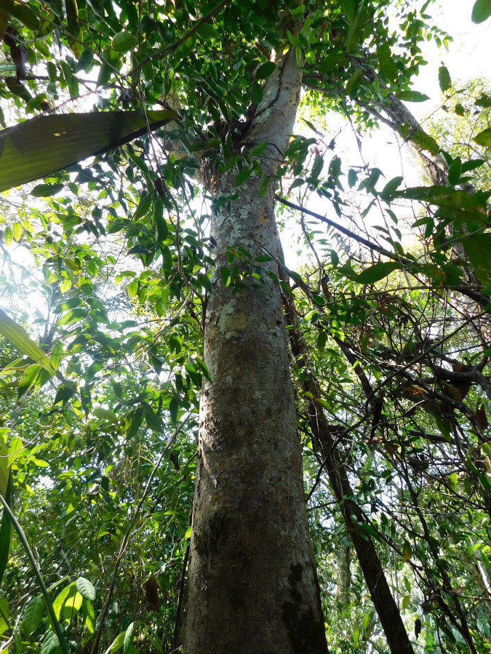Copaifera paupera