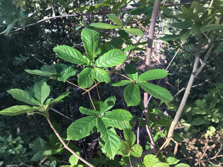 Vitex ferruginea