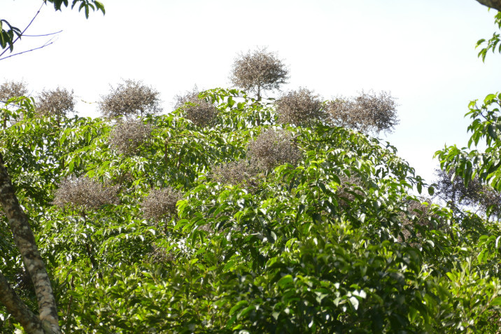 Polyscias elegans