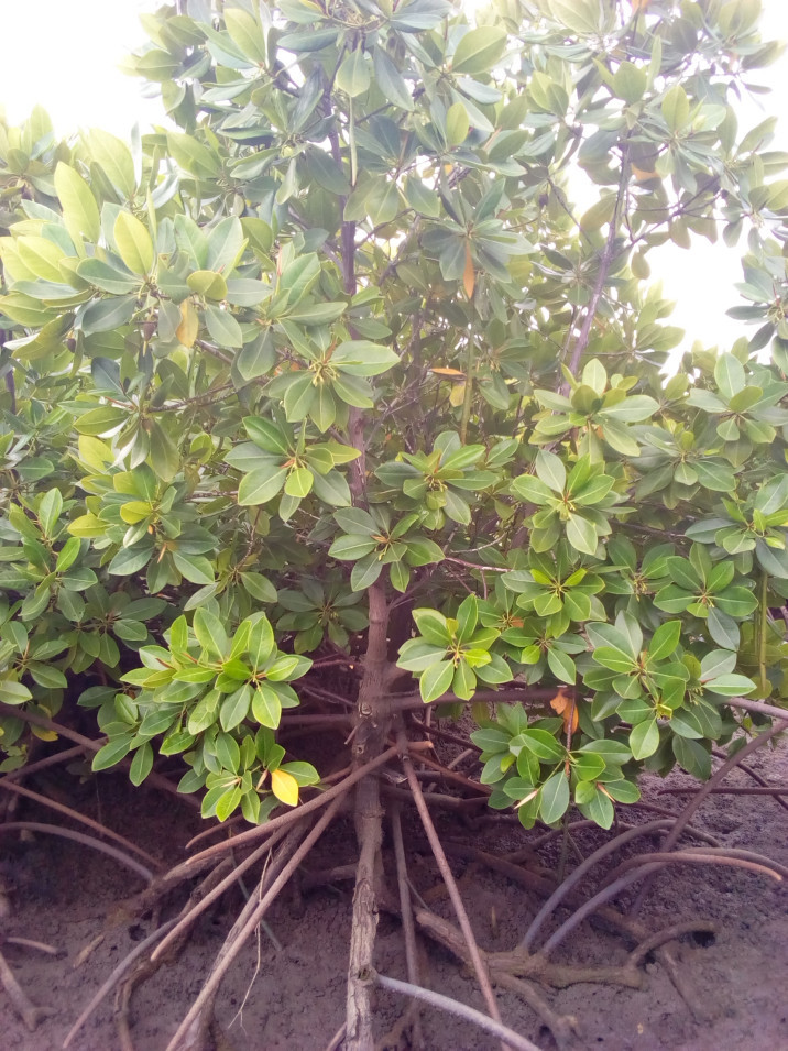 Rhizophora  Mucronata
