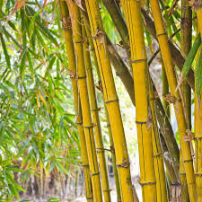 Phyllostachys Aureosulca