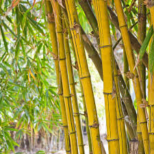 Phyllostachys Aureosulca