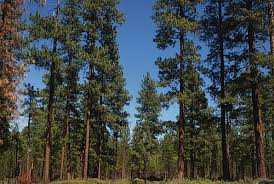Ponderosa Pine