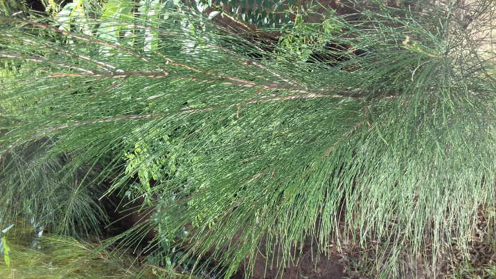 Allocasuarina decaisneana