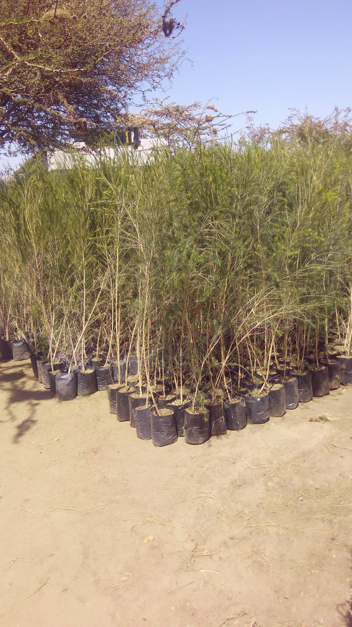 Callistemon citrinus 