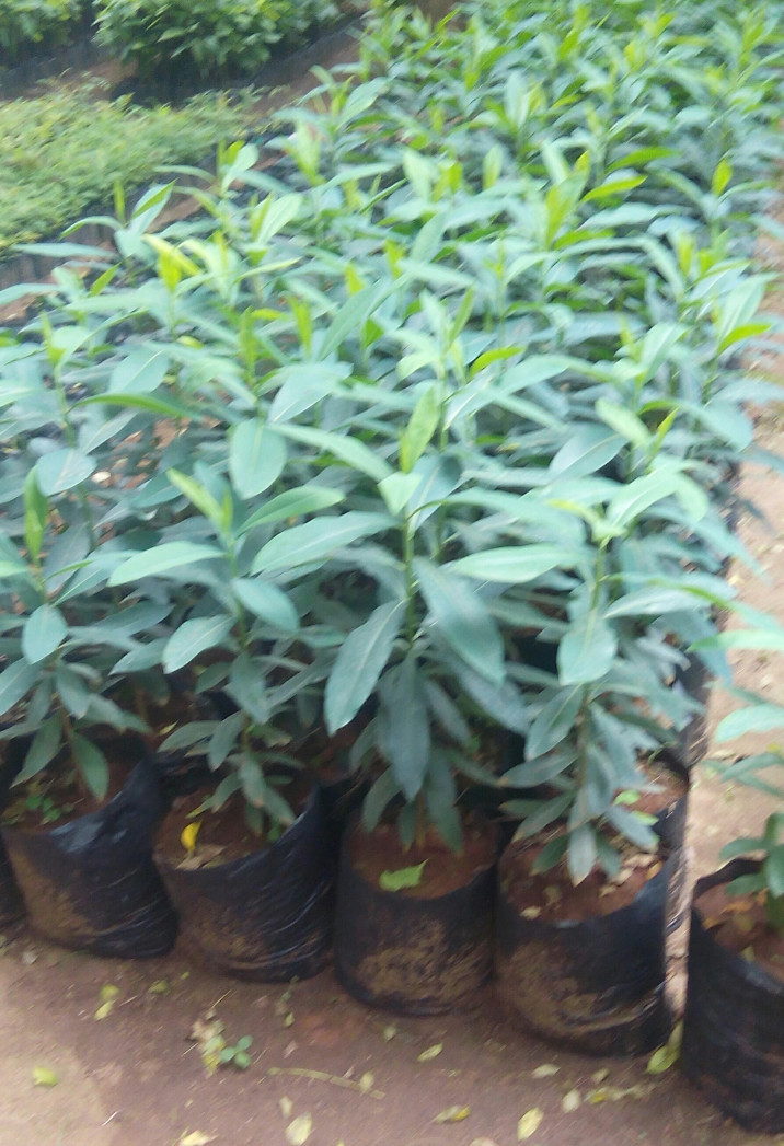  Warburgia ugandensis 