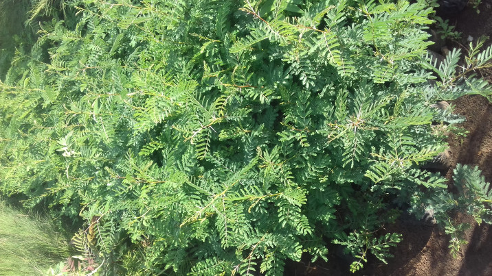 Acacia seyal