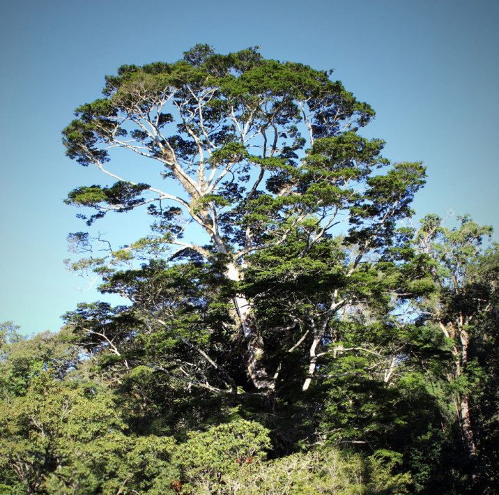 Newtonia buchananii