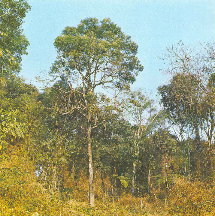 Jacaranda micrantha