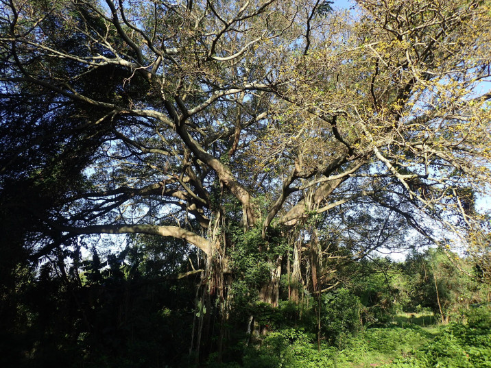 Ficus natalensis