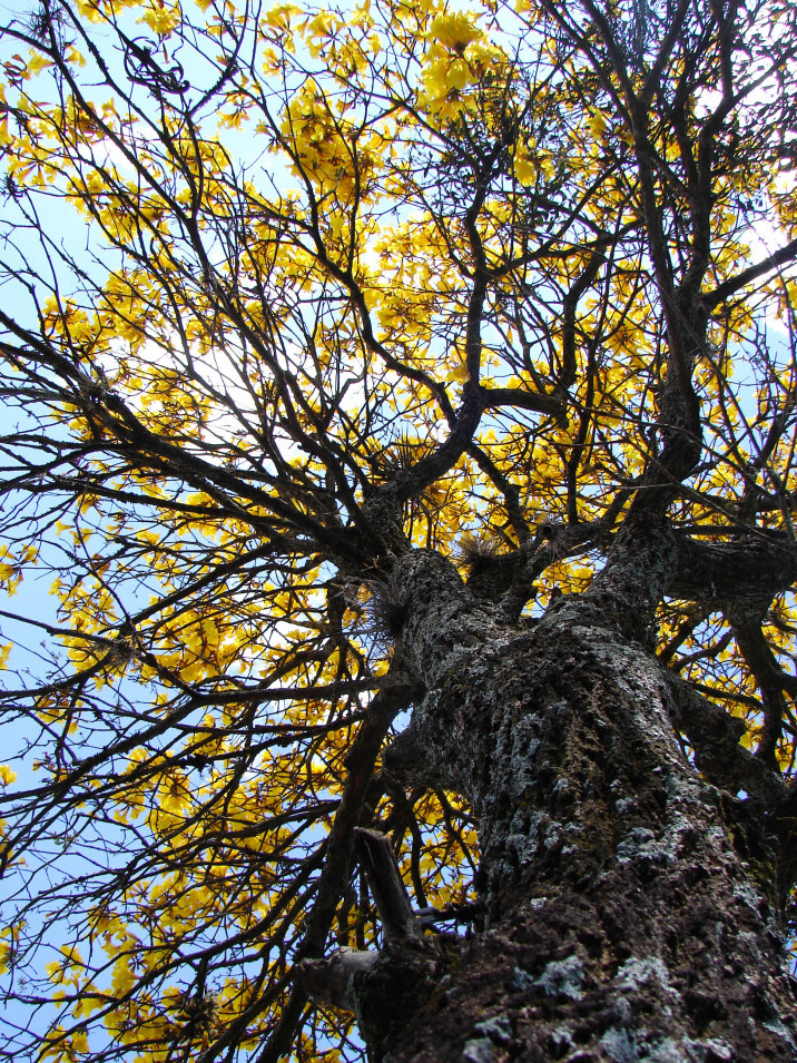 Tabebuia chrysotricha