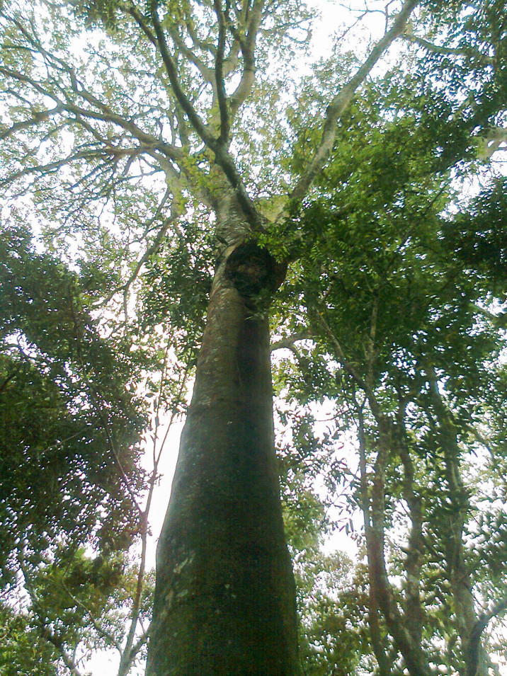 Hymenaea courbaril