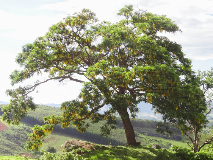 Cassia ferruginea