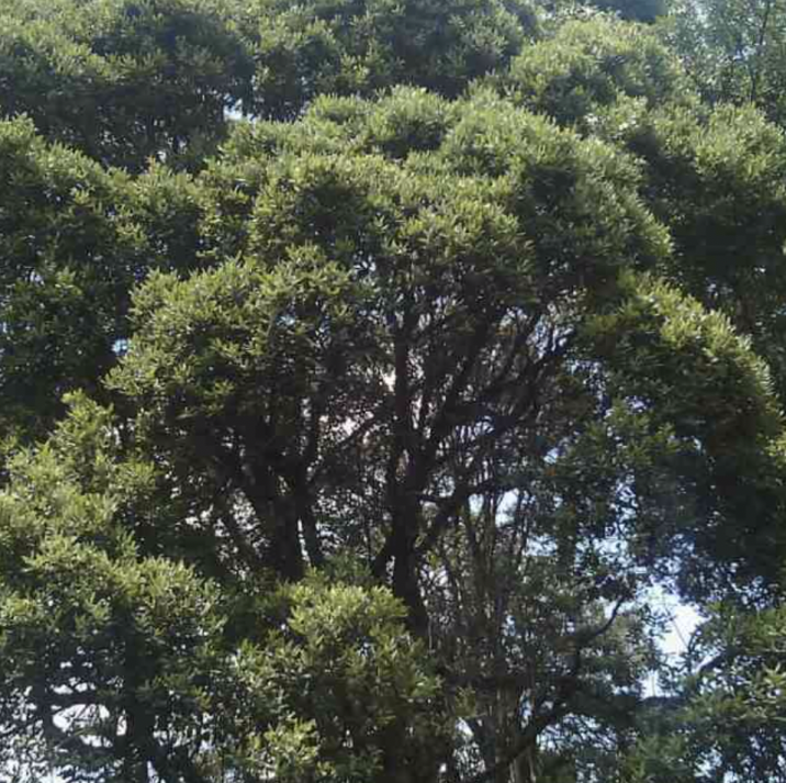 Ocotea usambarensis
