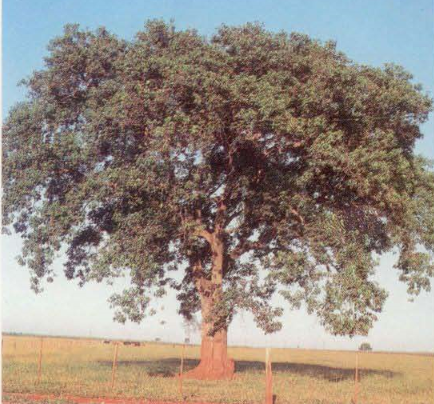 Alchornea glandulosa