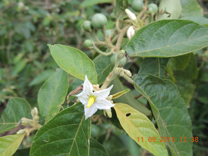Solanum bullatum