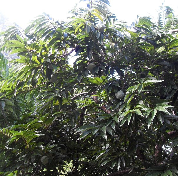 Annona reticulata
