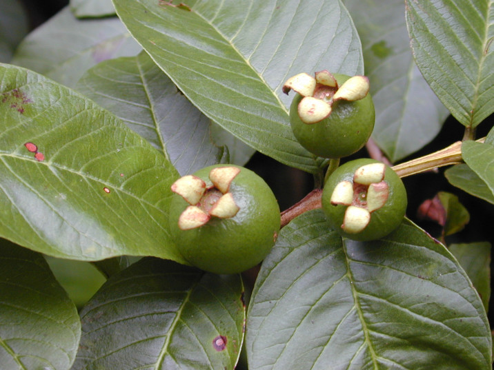 Psidium guajava