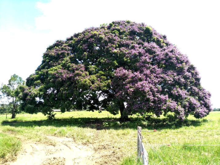 Andira surinamensis