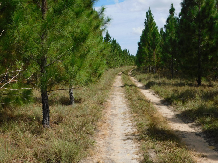 Pinus caribaea