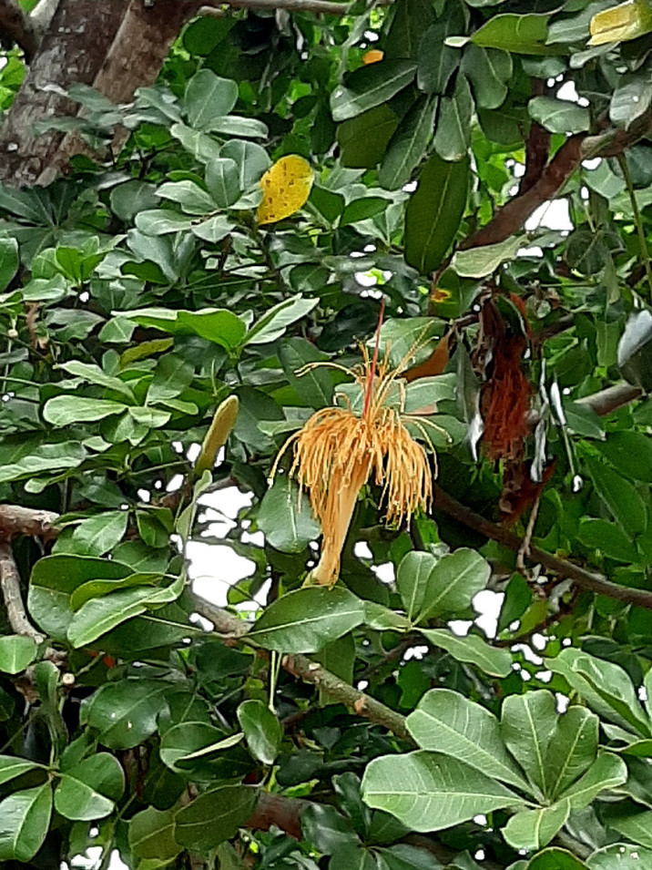 Pachira aquatica