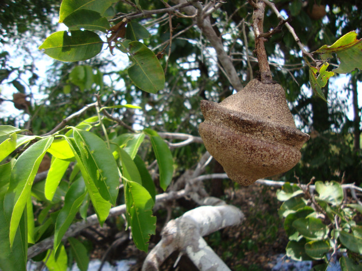 Eschweilera punctata