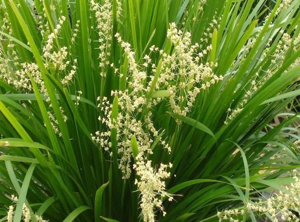 Lomandra hystrix