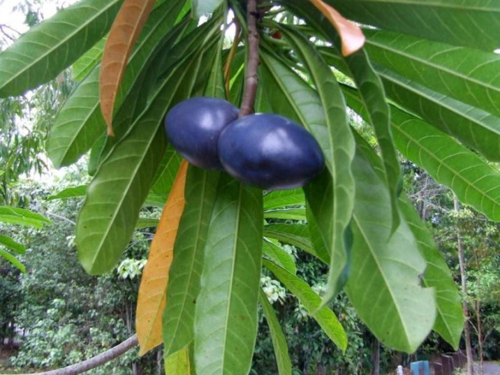 Cerbera floribunda