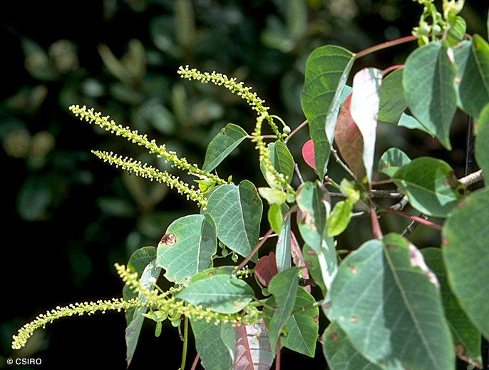 Homalanthus novoguineensis