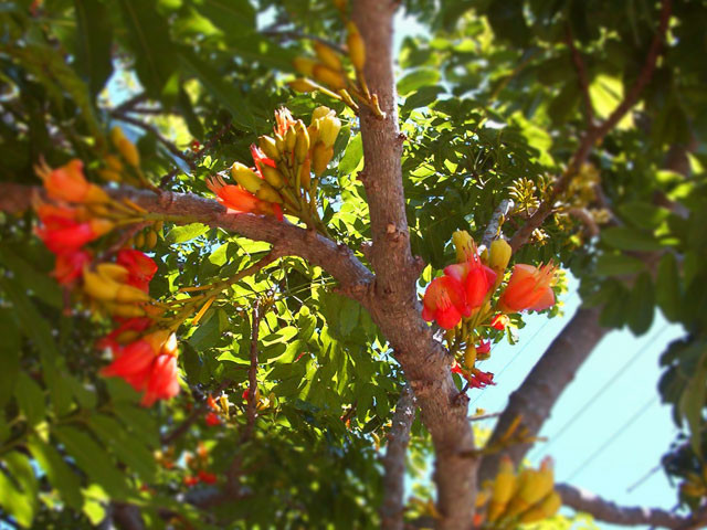 Castanospermum australe