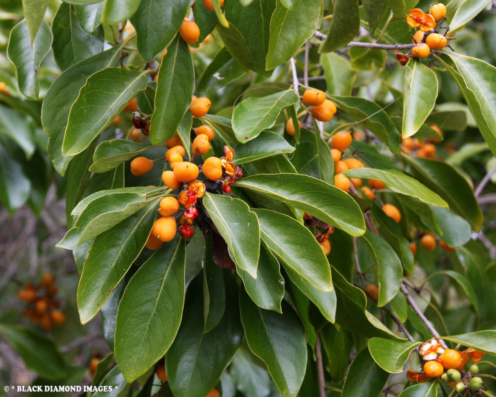 Pittosporum ferrugineum