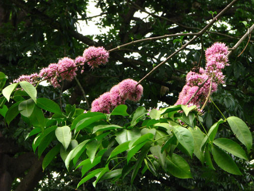 Melicope elleryana