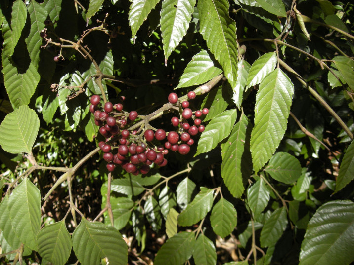 Leea novoguineensis