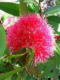Syzygium wilsonii