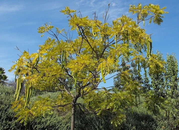 Cassia leptophylla