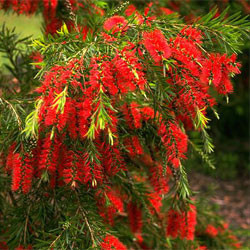 Melaleuca viminalis