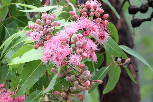 Corymbia ptychocarpa