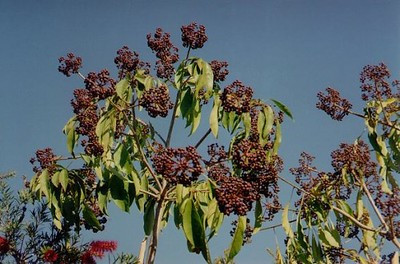 Dendropanax cuneatus