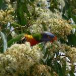 Corymbia intermedia